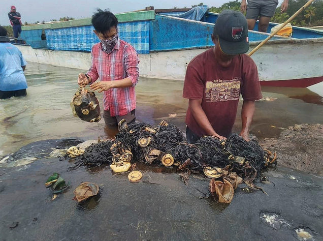 The team begins to look at the contents inside the whale’s stomach.
